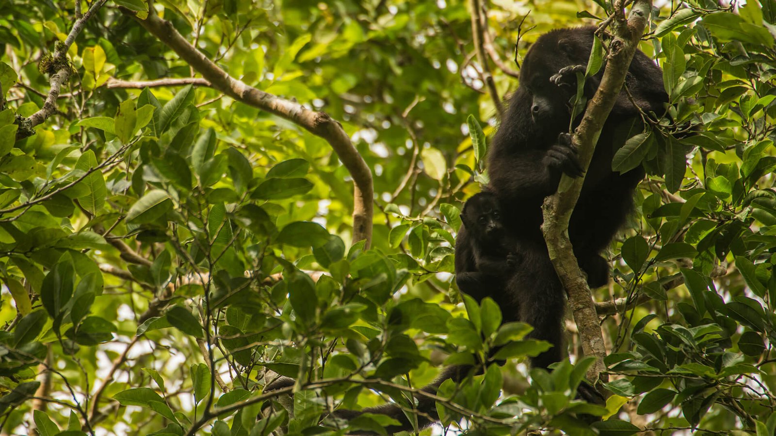 Ríos de la selva