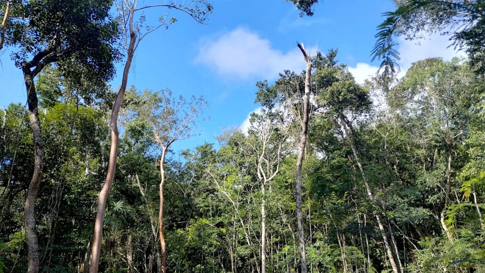 Selva Maya Miel