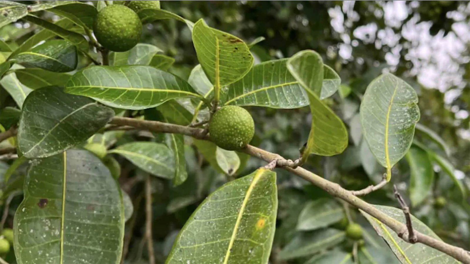 Selva Maya Miel