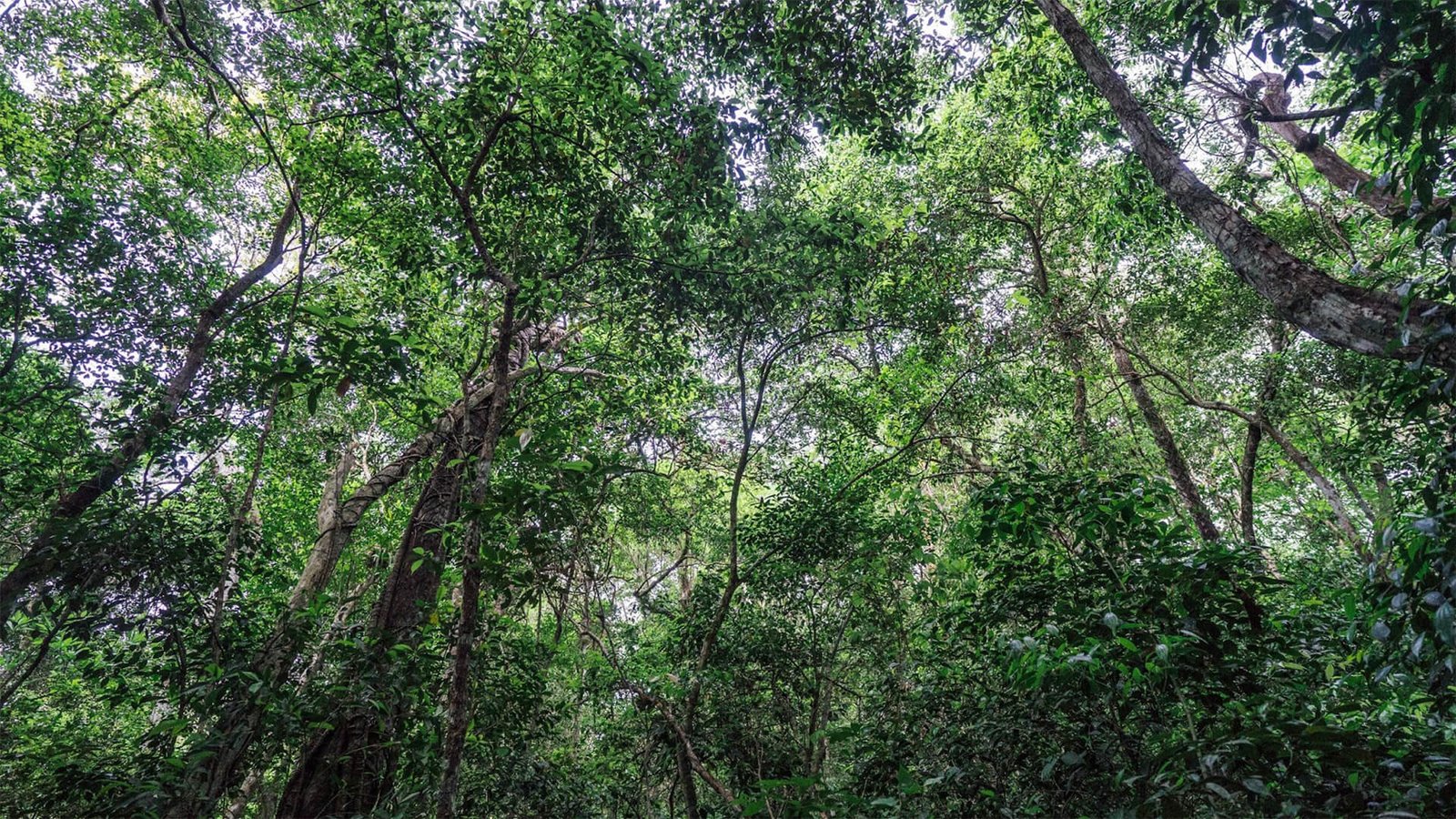 Selva Maya Miel