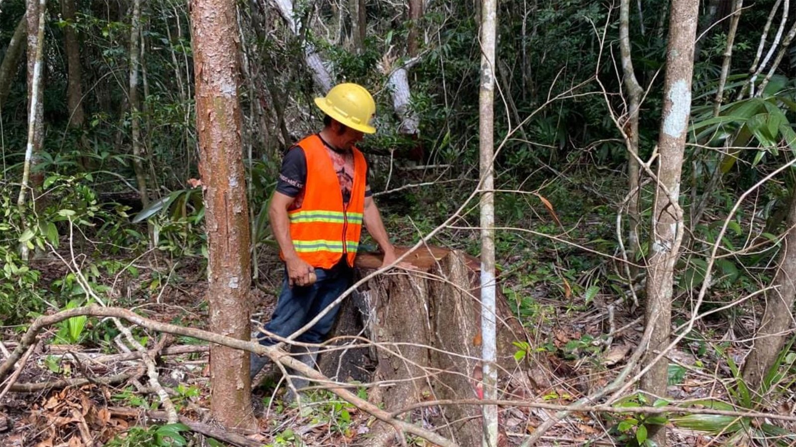 Selva Maya Miel