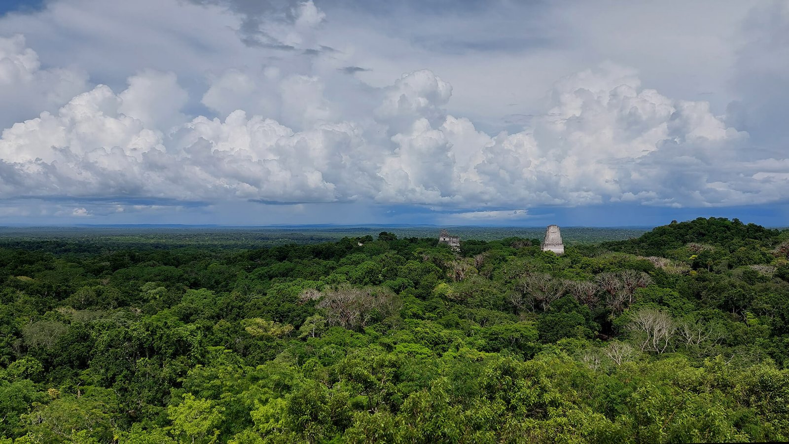Selva Maya